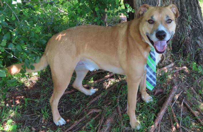 Spikey, a 4-year-old, 80-pound Labrador mix, wears his favorite tie and is ready to bring 2022 with a new family.  He accepts applications for his first New Year's kiss. Spikey is a big, sweet and gentle dog and a good playmate with other dogs.  He will bring a lot of love and companionship.  Spikey was adopted from the shelter over a year ago.  His family could no longer take care of him.  Spikey's number at the Oklahoma City Animal Shelter is 261992, and his adoption fee is $ 30.  All pets are spayed and neutered, microchipped, and age-appropriate injections and health checks.  The refuge is open from noon to 5.30 p.m. seven days a week at 2811 SE 29. For more information, visit www.okc.petfinder.com and www.okc.gov.