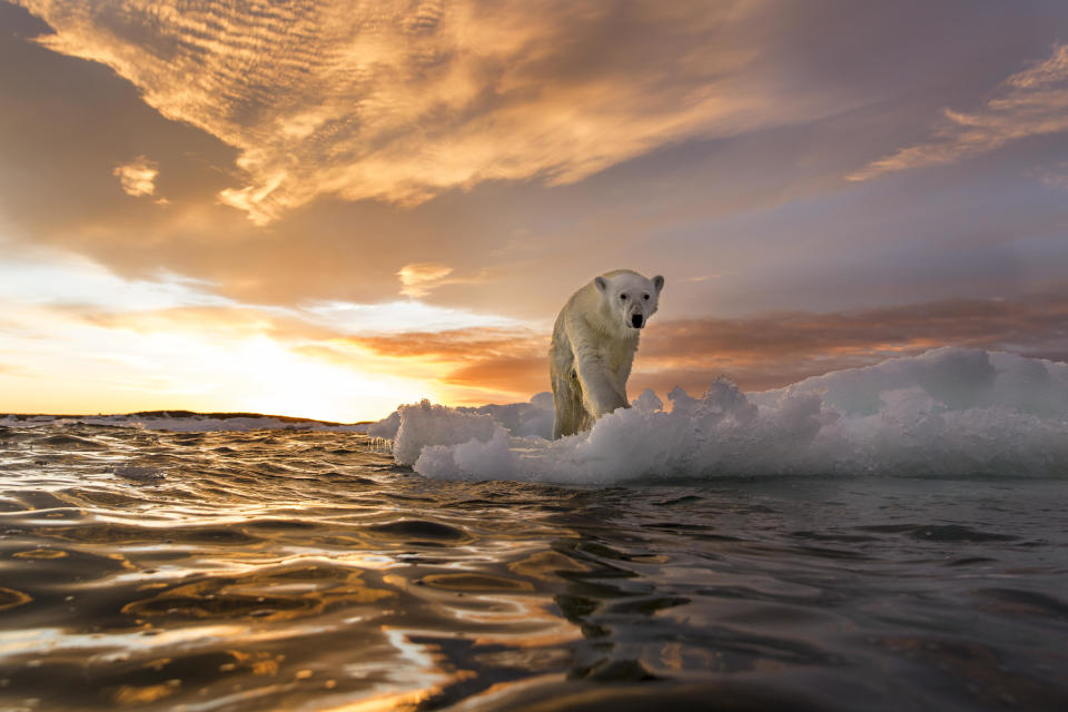 A polar bear stands on melting sea ice at sunset near Harbour Islands in Canada.  / Credit: Paul Souders | WorldFoto / Getty Images