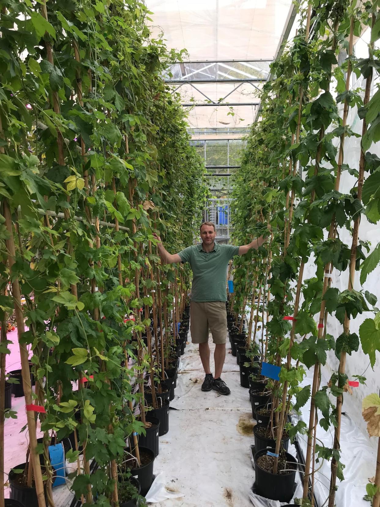 Mathias Schuetz with the NextGen Hops program in a greenhouse in B.C.'s Fraser Valley where potential new varieties of hops optimized for the B.C. climate are being grown. (Abel Rosado - image credit)