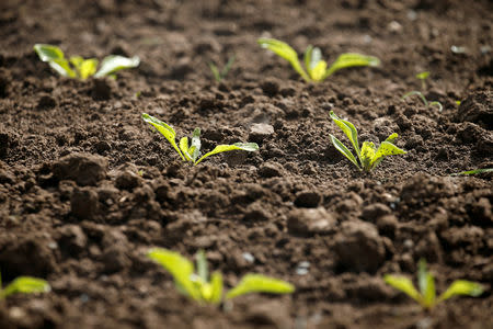 FILE PHOTO: Young shoots of sugar beet are seen in a field in Tilloy-lez-Cambrai, France April 29, 2019. REUTERS/Pascal Rossignol/File Photo