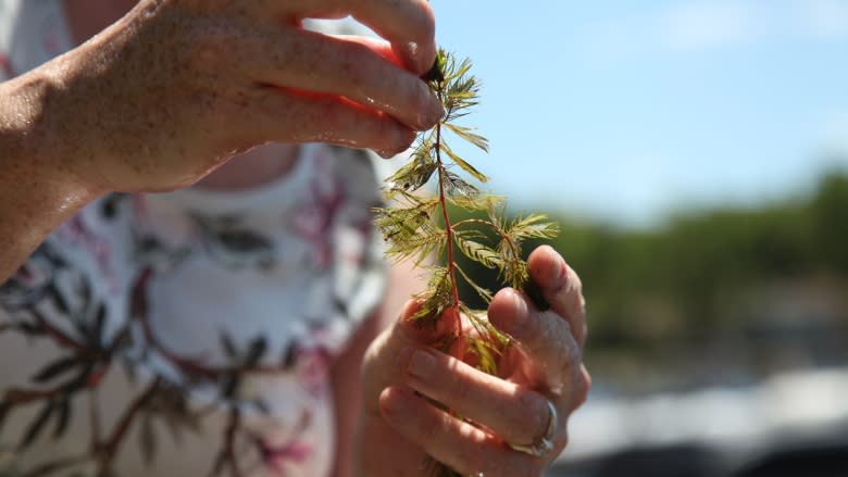 'Zombie plant' threatening Ontario's lakes