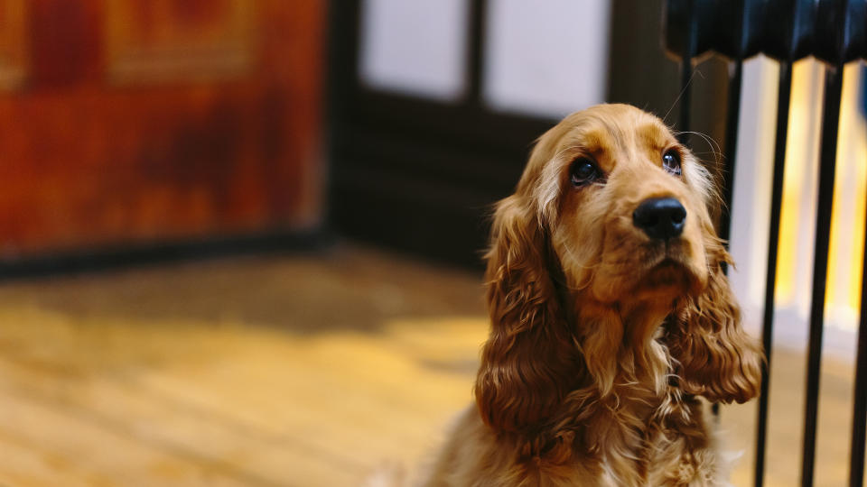 Cocker spaniel waiting