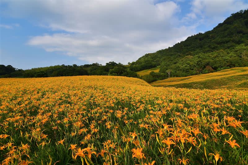 金針花語是母親花。（花蓮赤科山）。 （圖／廚師張威展提供）