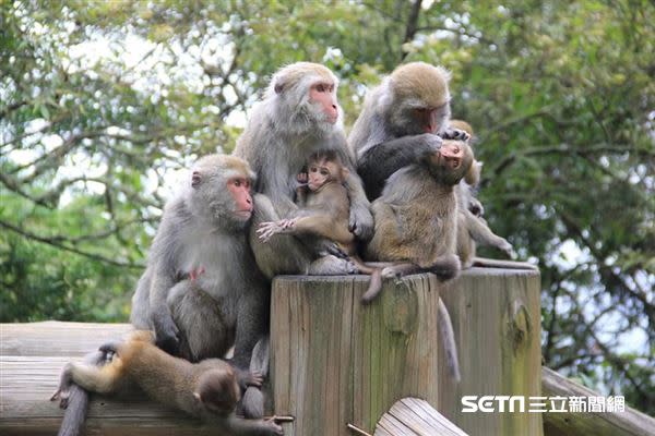 猴媽媽到哪都帶著已死的小猴，甚至替牠理毛、清潔身體。（圖／玉管處提供）