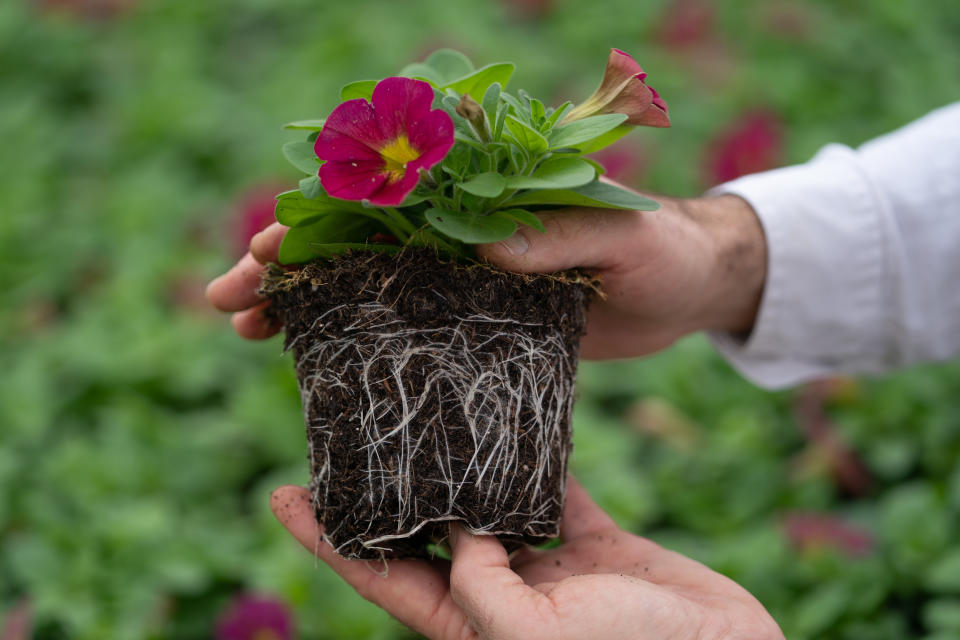 Tesco said its range of products have been successfully trialled in peat-free compost, with no impact on quality or product life. (Joe Giddens/ PA)   