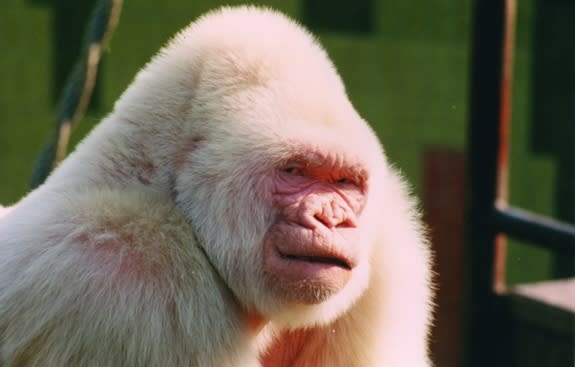 Snowflake the albino gorilla at the Barcelona Zoo. Snowflake died of skin cancer in 2003.