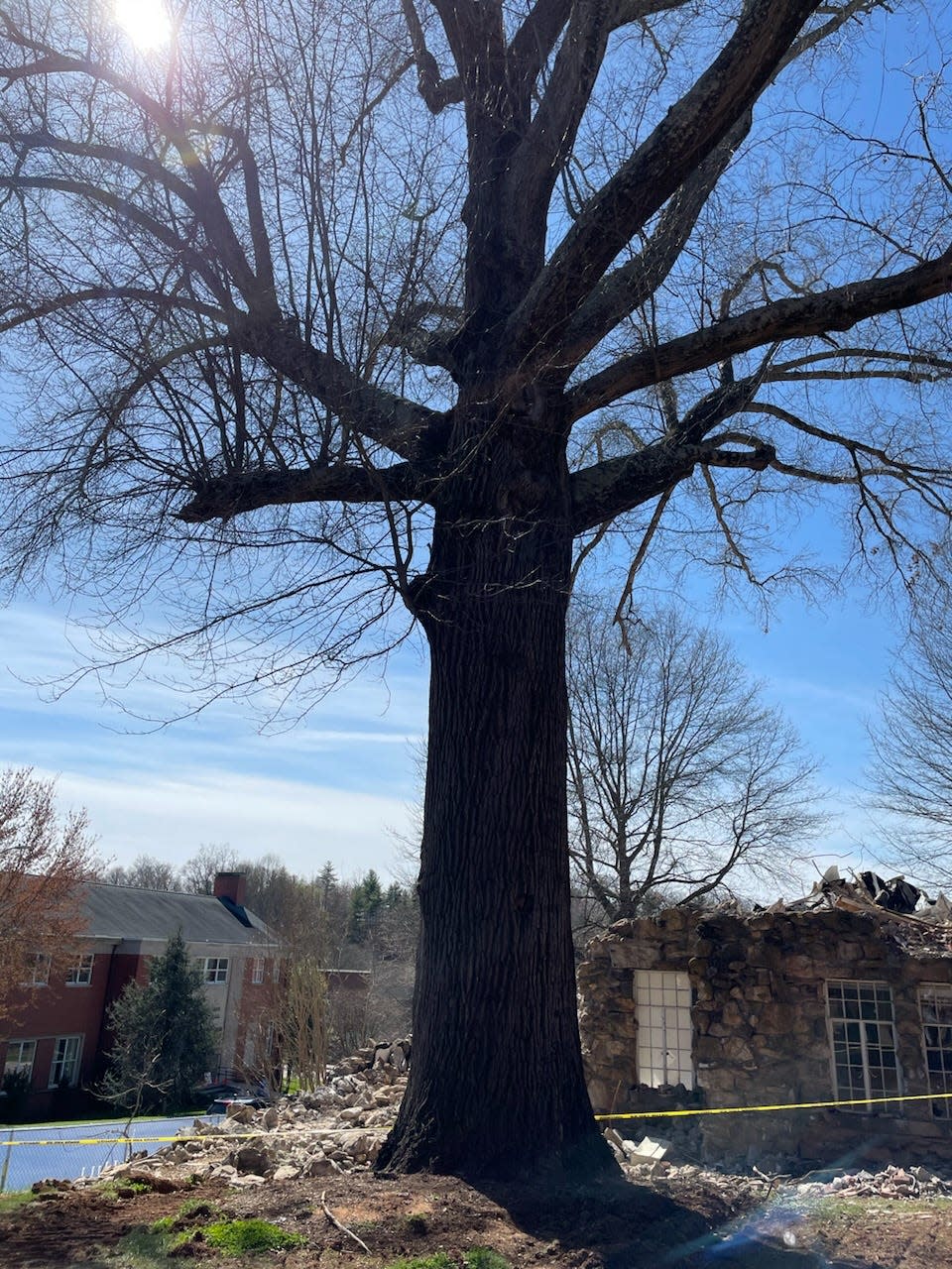 Mars Hill University's Grandmother Oak tree, situated adjacent to Blackwell Hall, is estimated to be more than 120 years old. The tree will be cut down ahead of the university's construction of a new campus center.