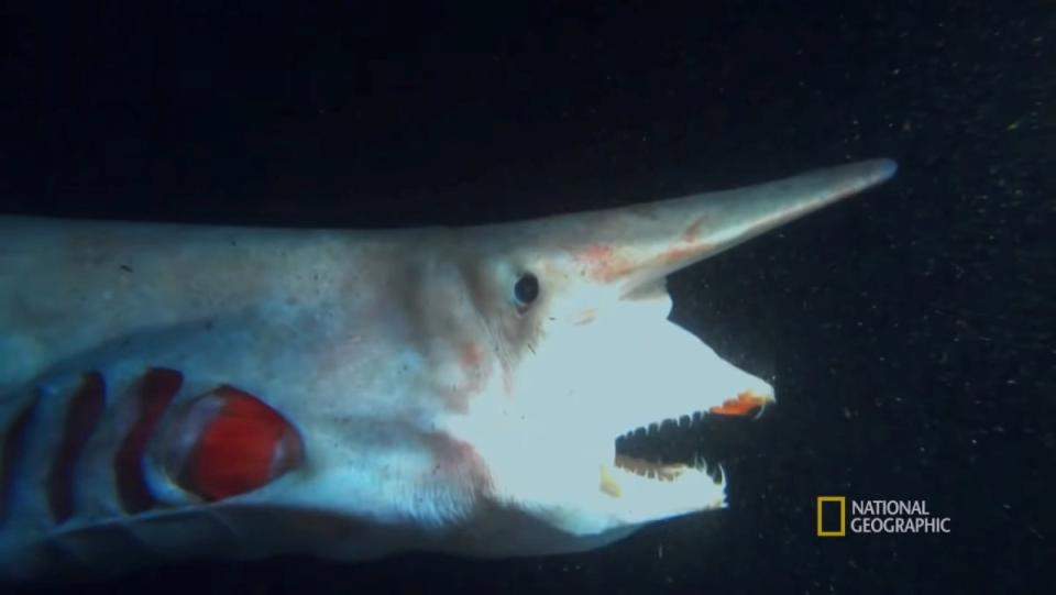 A goblin shark extending its jaw to catch a fish