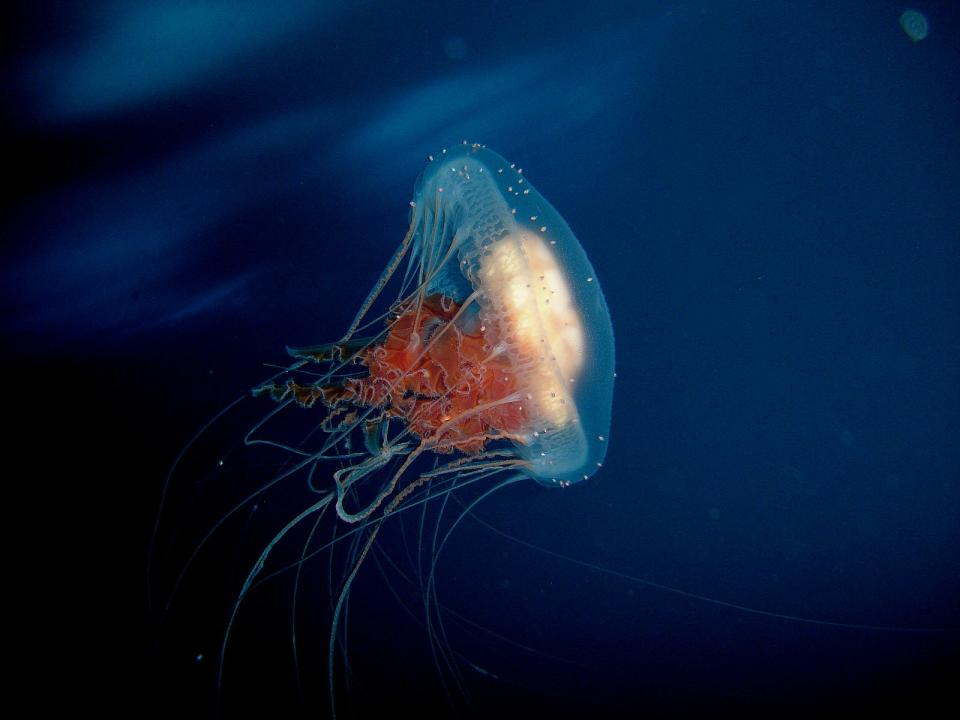 Turritopsis dohrnii