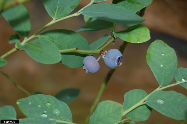 藍莓溫室栽培三年之果實。(種苗改良繁殖場提供)