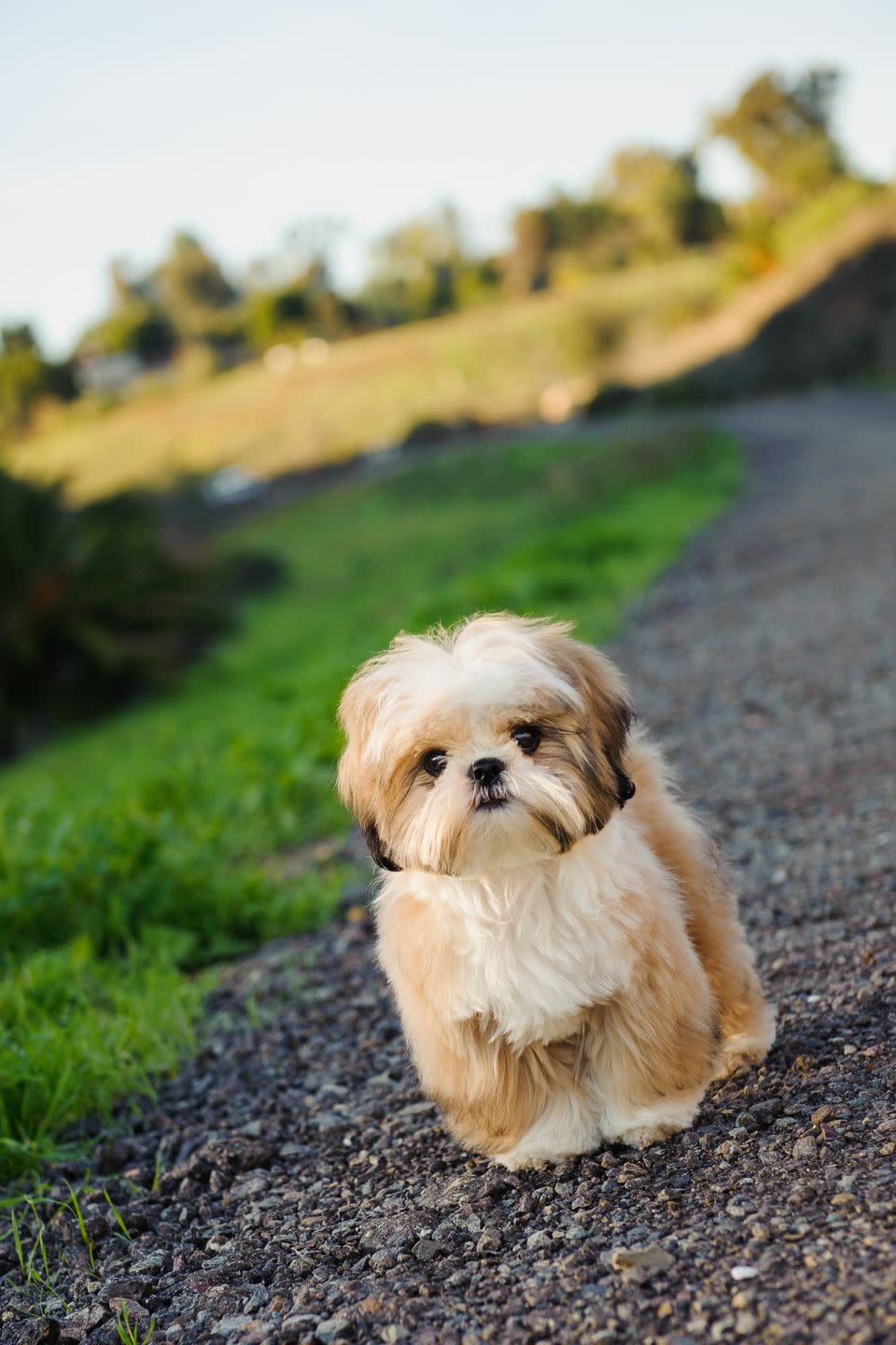 shih tzu