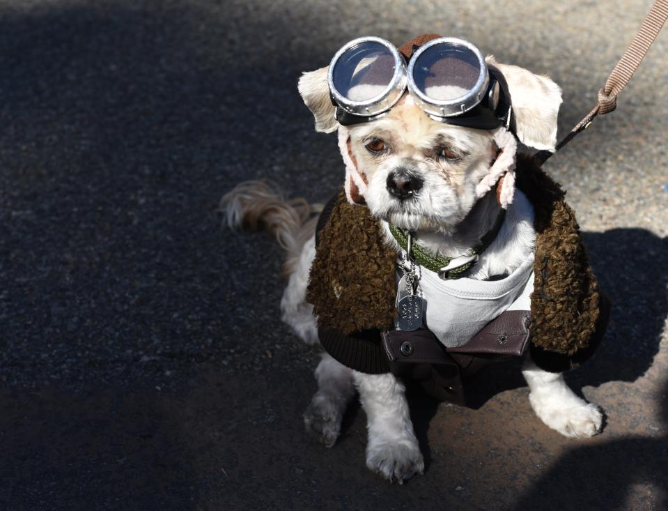 Costumed pooches prance In annual Halloween Dog Parade in New York City