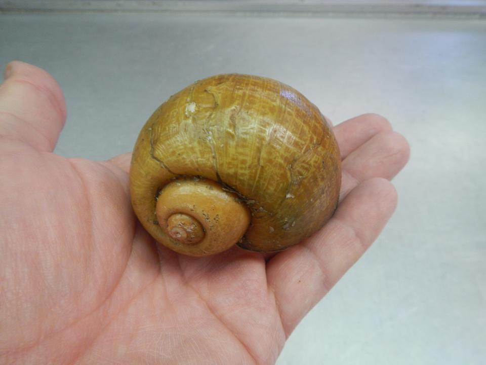 Apple snails, similar to the one seen in this file photo from Louisana, have recently been found in Crystal Pond between Eastford and Woodstock.