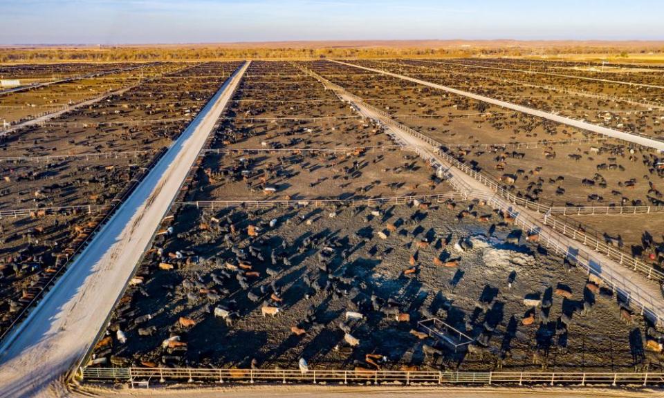 A cattle feedlot