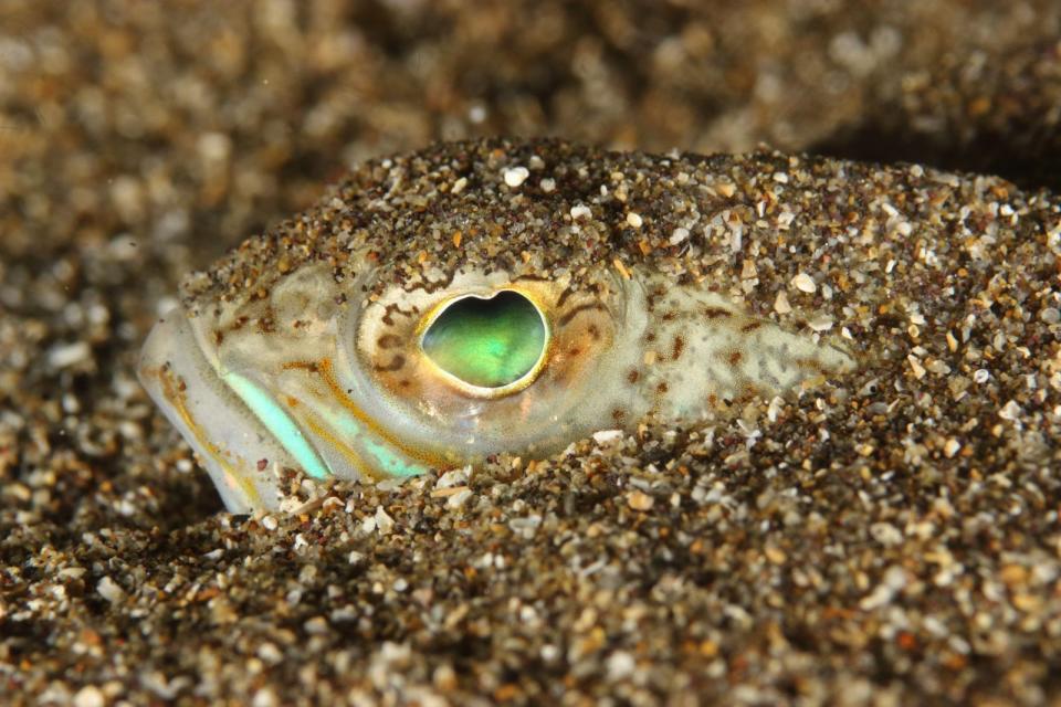 Da ist eine ungewollte Begegnung mit dem Petermännchen schon ein ganz anderes Kaliber, denn seine Giftstacheln bergen die Gefahr heftiger Schmerzen. Da sich der Fisch im sandigen Meeresboden einbuddelt, sollte man besser aufpassen, wo man hintritt. (Bild: iStock/Arnaud Abadie)