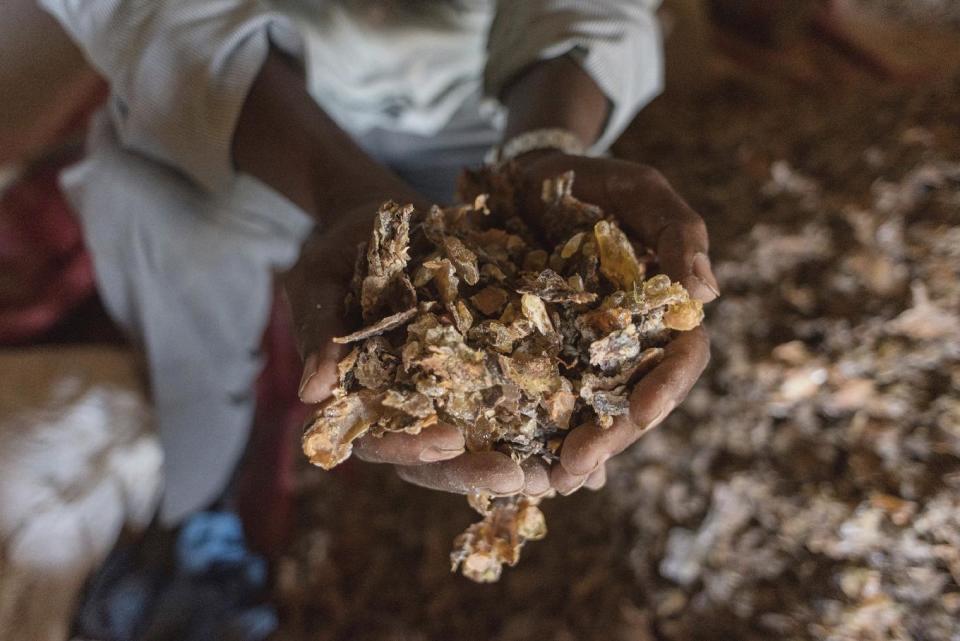 In this Tuesday, Aug. 2, 2016 photo, a frankincense trader holds a handful of raw gum near Gudmo, Somaliland, a breakaway region of Somalia. These last intact wild frankincense forests on Earth are under threat as prices have shot up in recent years with the global appetite for essential oils, and overharvesting has led to the trees dying off faster than they can replenish, putting the ancient resin trade at risk. (AP Photo/Jason Patinkin)