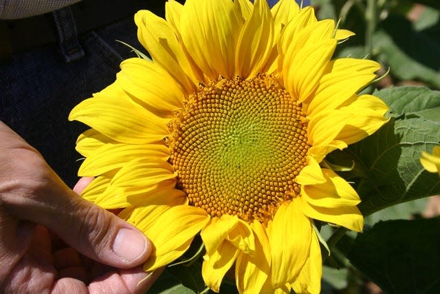 Sunflower acreage is up statewide in Texas this year. Some South Plains farmers use the attractive plant as a cover crop after weather or insects damage their cotton mid-season, but recently more have planted them as a primary crop.
