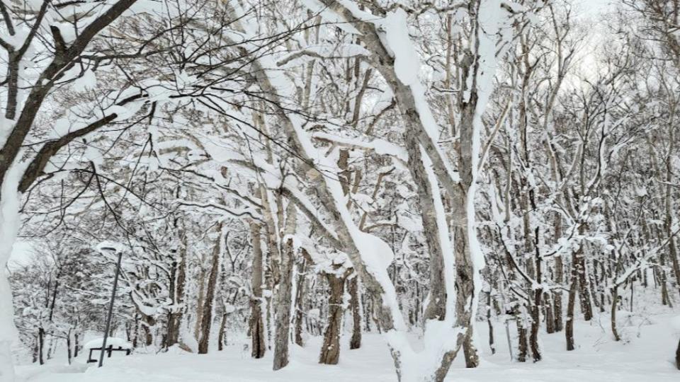 白雪覆蓋的北海道景致。( 圖 / TVBS )