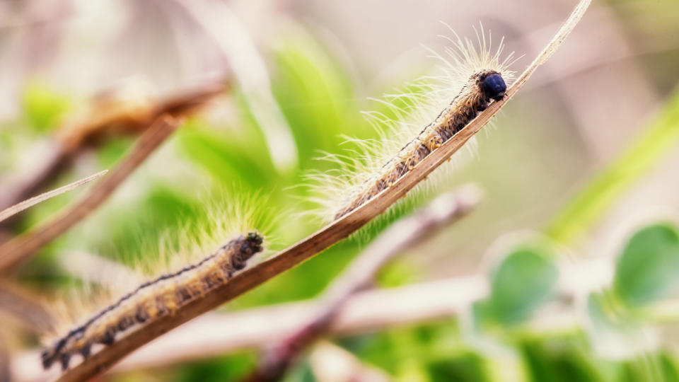 So sehen die gefährlichen Raupen des Eichenprozessionsspinners aus. (Symbolbild: Getty Images)