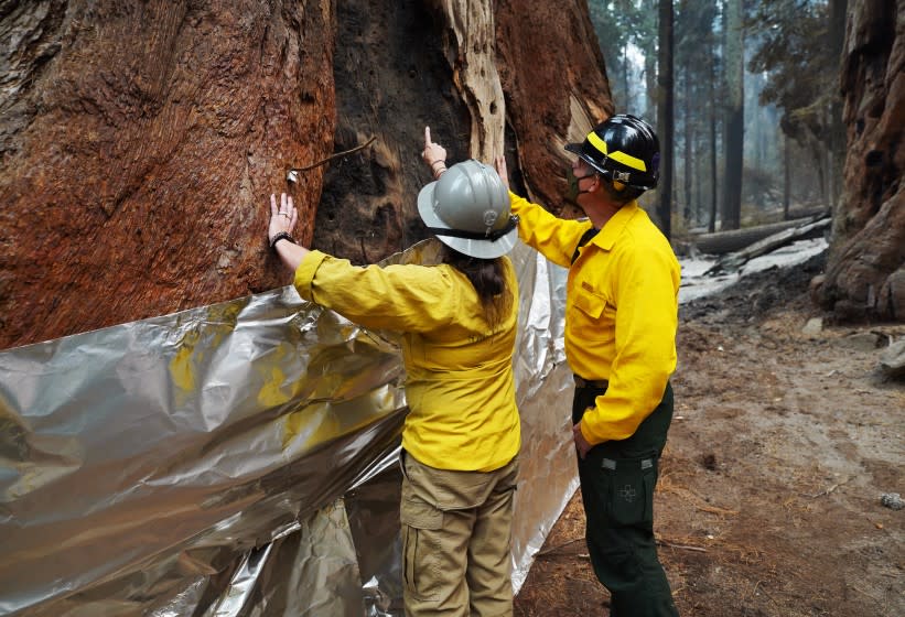 SEQUOIA NATIONAL PARK, CA - SEPTEMBER 30: Nationa Park Service staff inspect a burn scar at the base of one of The Four Guardsmen giant sequoias seen wrapped with insulated structure protection wrap at the base during a tour of the KNP Complex fire burn area in Giant Forest on September 30, 2021 in Sequoia National Park, California. (Photo by Eric Paul Zamora-Pool/Getty Images)