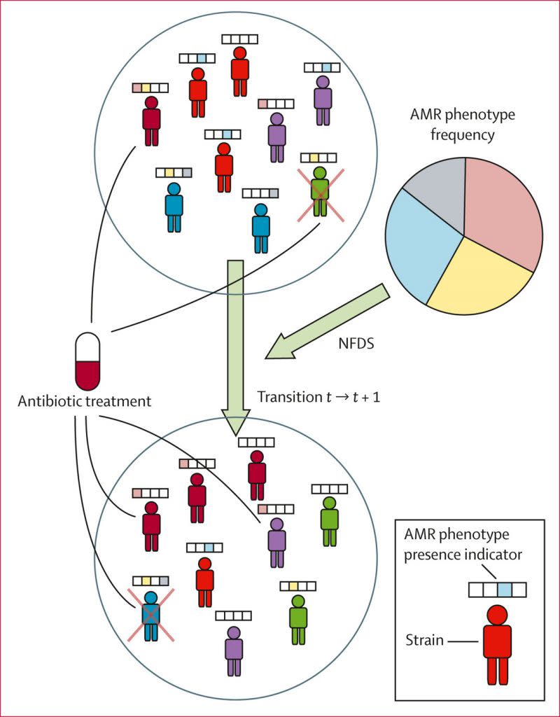 在這個模型中，不同顏色的卡通宿主代表不同的菌株，每個菌株都有一個抗微生物藥物抵抗性（AMR）表現型的概況，這些概況通過每個卡通宿主上方的條形圖表示。標記t → t + 1的是從一代到下一代的轉換，在這個過程中，孤立菌株的存活（繁殖）是由指定的NFDS機制和對抗生素的抵抗力決定的，前提是該菌株在那一代接受了抗生素治療。攜帶blaCTX-M基因座（紅色框）的菌株被定義為對治療產生抵抗。該模型在方法部分和附錄2（第3頁）中有詳細描述。NFDS代表負頻率依賴選擇，AMR代表抗微生物藥物抵抗性。（圖／《<em>The Lancet Microbe</em> 》）