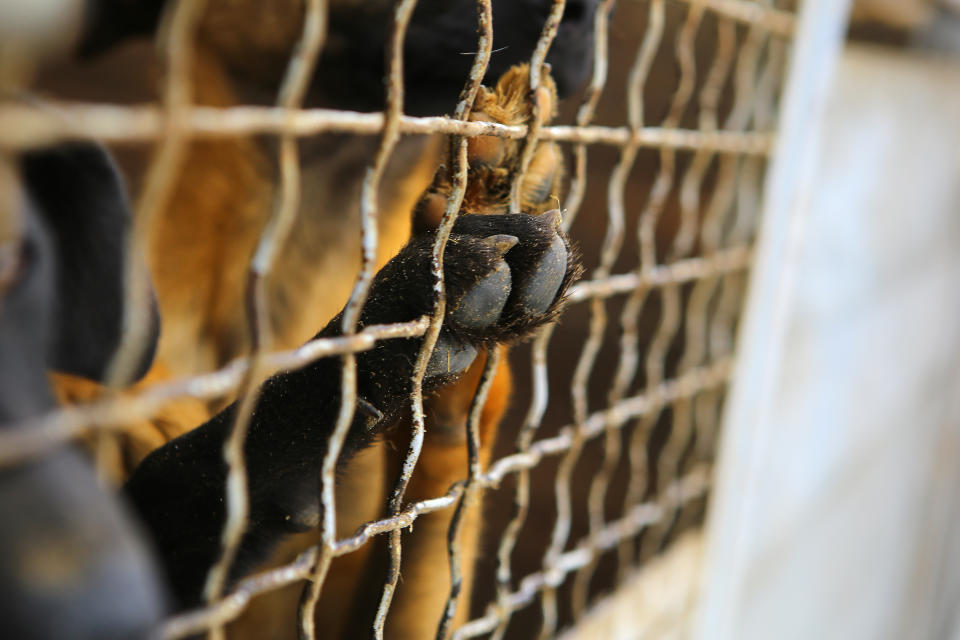 Abandoned dogs are pictured in a kennel.