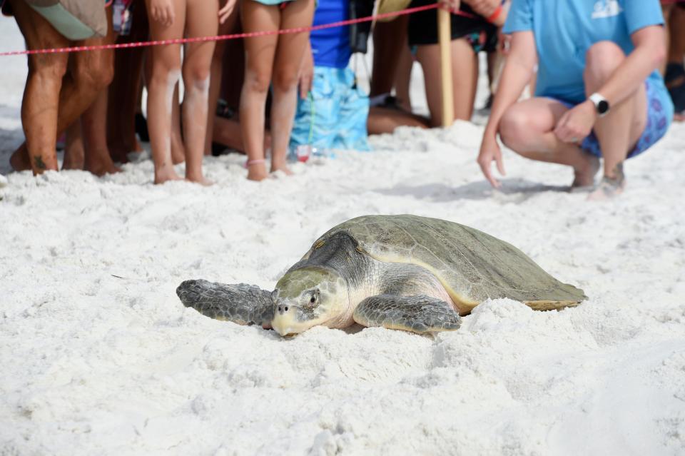 Spectators watch as Kemp's ridley sea turtle Mae crawls to the water during a release Thursday of three rehabilitated sea turtles at Topsail Hill Preserve State Park in Walton County. The turtles were treated for a variety of injuries at the Gulfarium's nonprofit C.A.R.E. Center, which specializes in rehabilitating sea turtles.