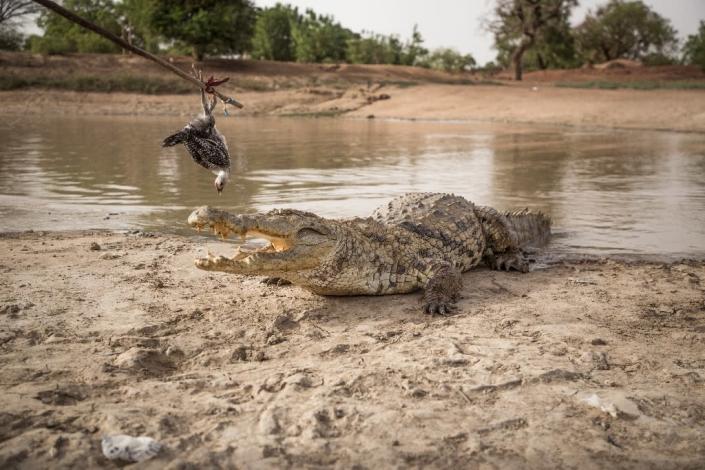 Feeling peckish: A Bazoule crocodile tucks into a dead chicken (AFP Photo/OLYMPIA DE MAISMONT)