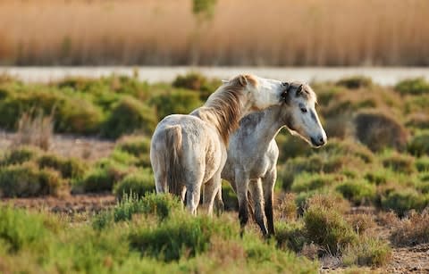 Camargue horses - Credit: iStock