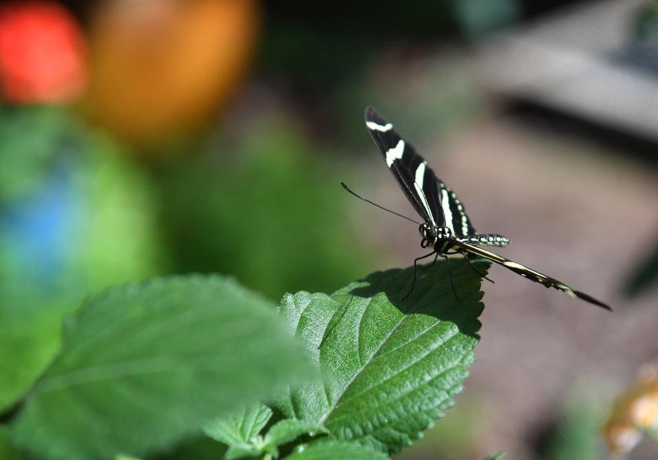 A Zebra Longwing butterfly pauses on a leaf at River Bend Nature Center.