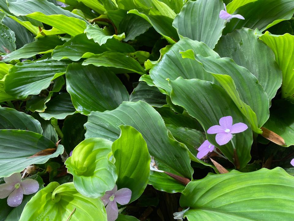 Kaempferia pulchra or Peacock Ginger