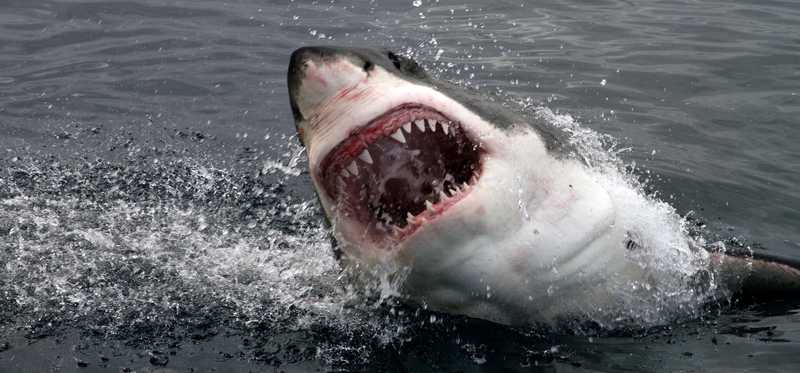 A great white shark with jaws open breaching the water.