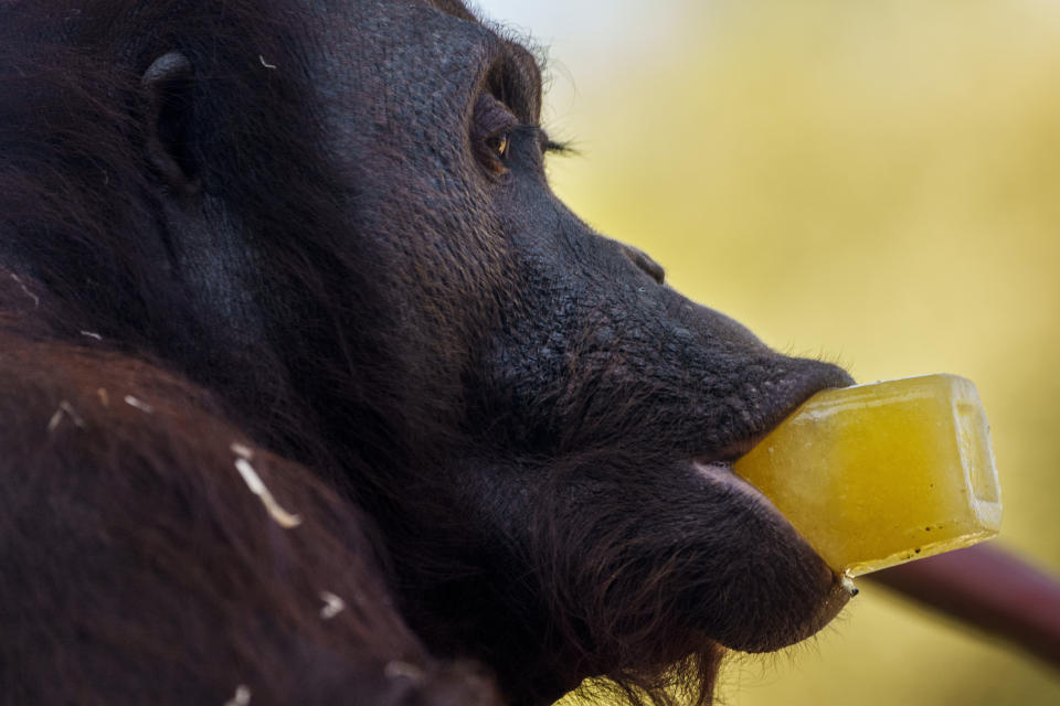 An orangutan licks a treat on a hot and sunny day at the Madrid Zoo, Spain, Thursday, July 13, 2023. (AP Photo/Manu Fernandez)