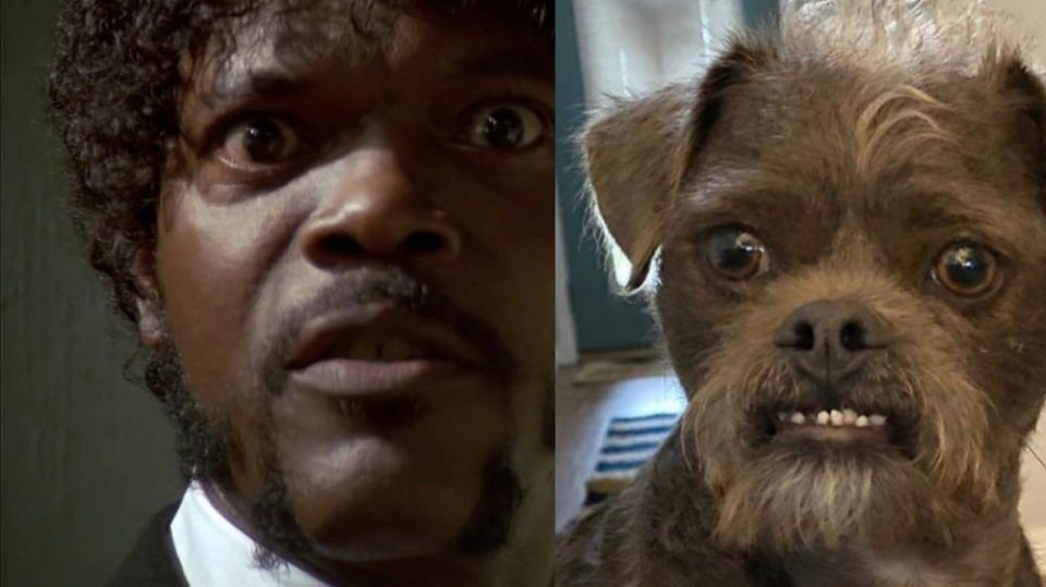A rescue dog Dr Handsome (right) has been compared to US actor Samuel L. Jackson (left). ― Picture from Facebook/ Justin Holbrook Stiehl