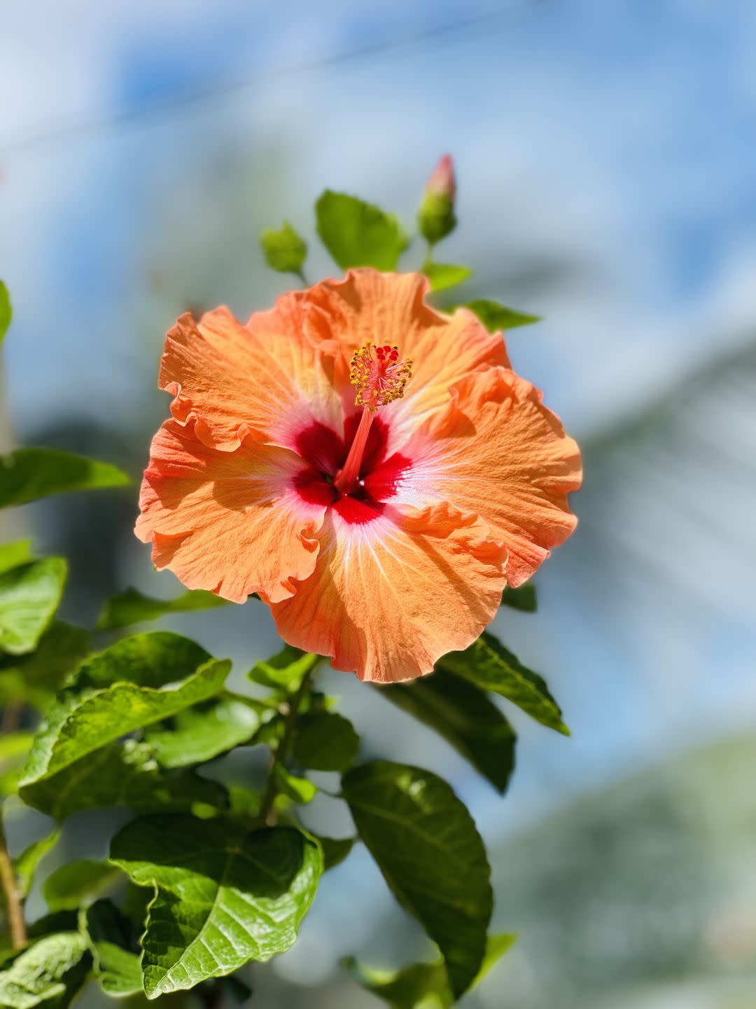 summer flowers