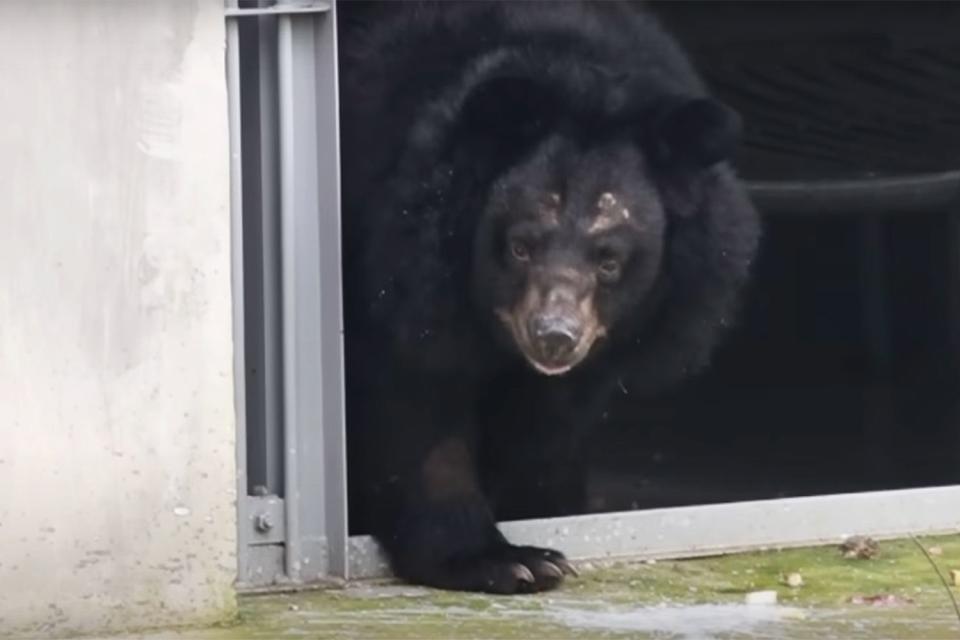 <p>Animals Asia</p> Buzz the bear stepping into her outdoor enclosure at Animals Asia