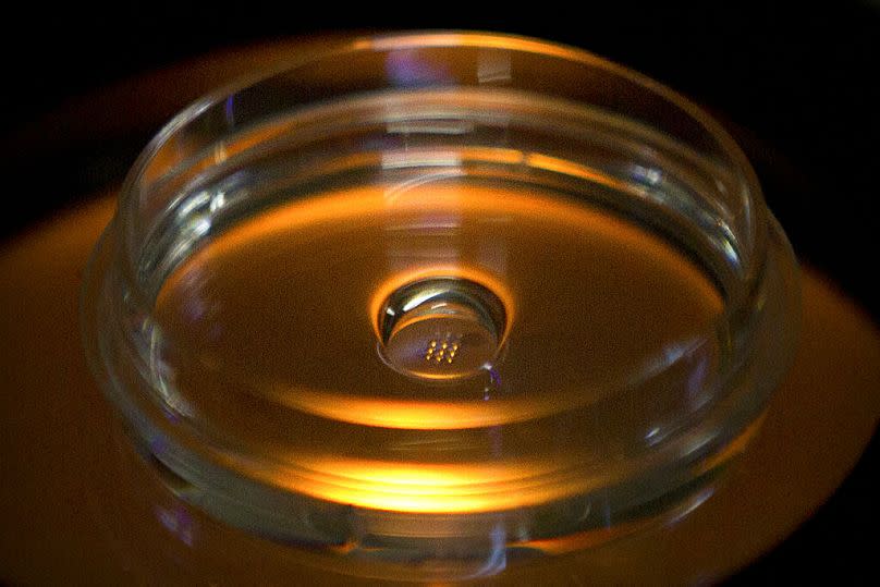 A lab dish containing embryos that have been injected with Cas9 protein and PCSK9 sgRNA is seen in a laboratory in Shenzhen, October 2018