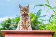 <p>This cat looks down on Andres Marttila who takes its picture at the shade at the Lanai Cat Sanctuary in Hawaii. (Photo: Andrew Marttila/Caters News) </p>