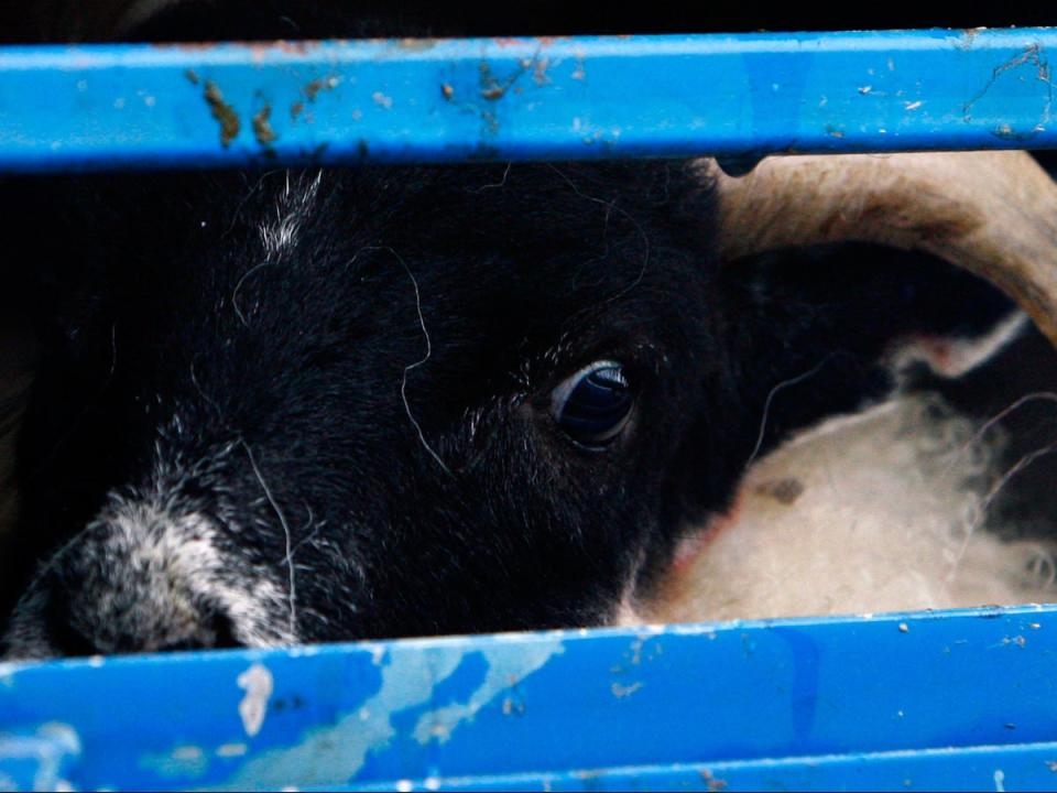 Lambs on a lorry in Scotland (Getty Images)