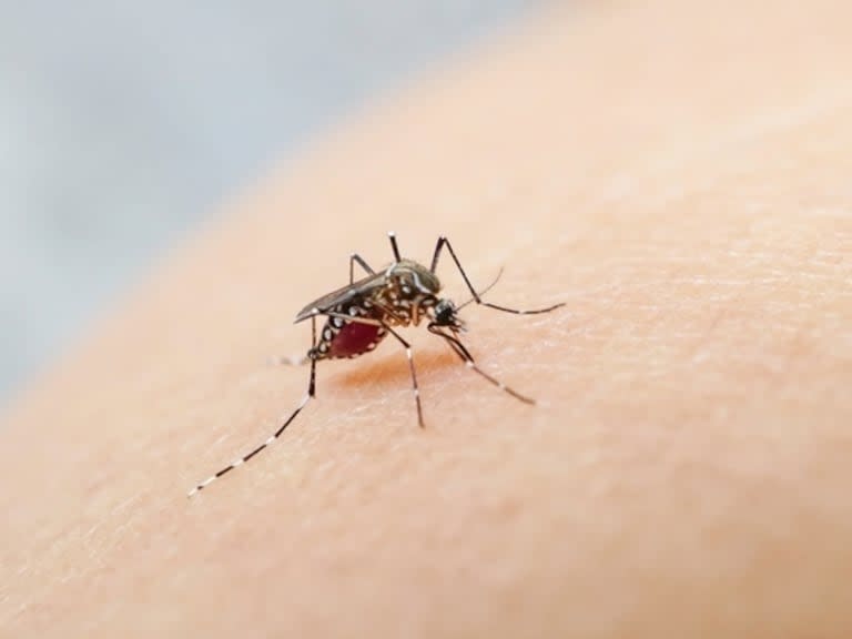 El mosquito Aedes Aegypti es el vector del dengue, que se contagia cuando este insecto pica a una persona infectada y luego a otra