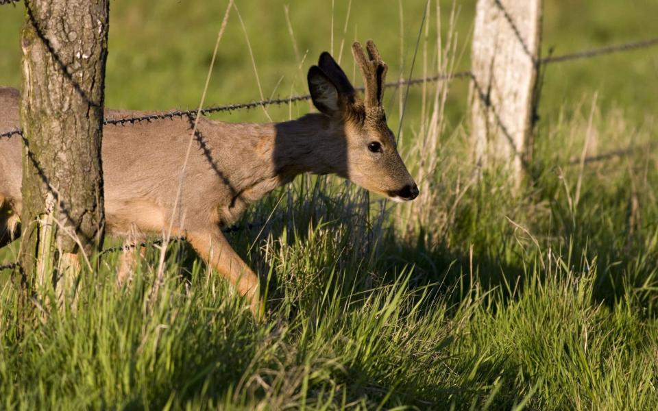 A deer squeezes through barbed wire fencing - www.alamy.com