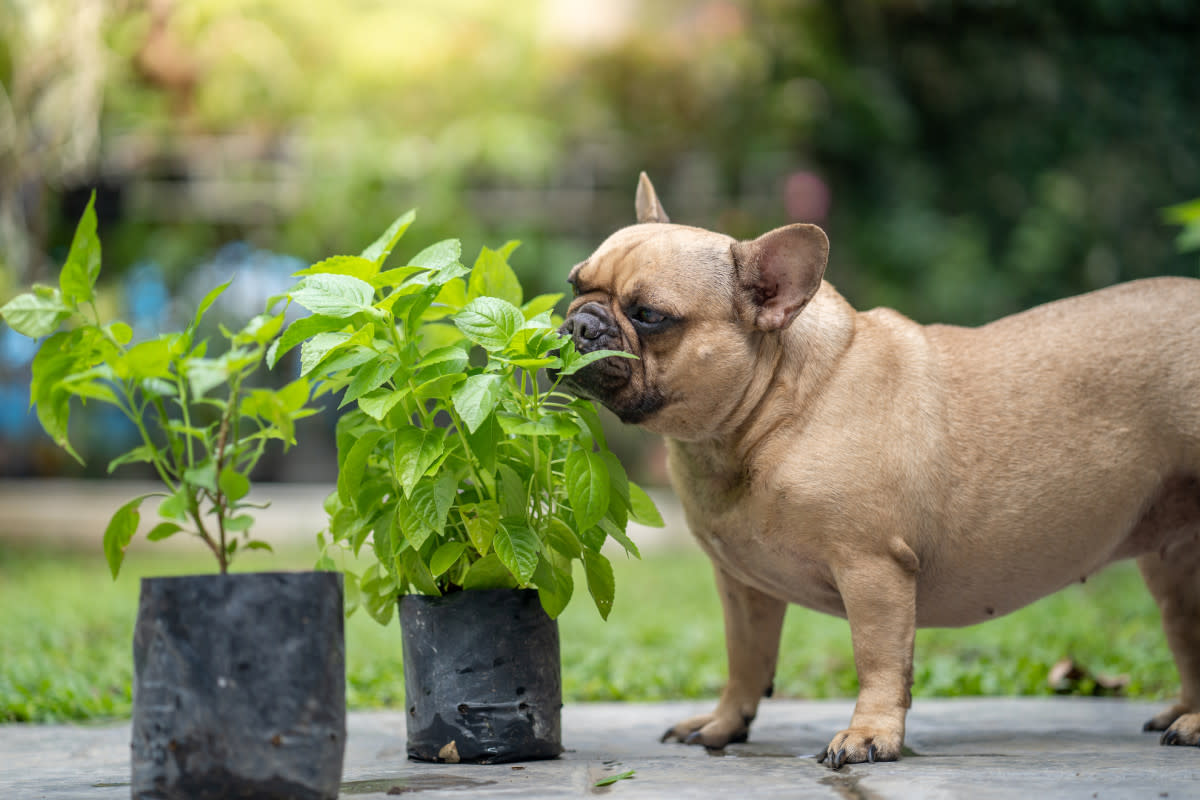 Herbs that are pet safe. <p>Tienuskin/Shutterstock</p>