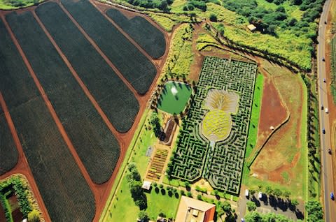 Hawaii claims to possess the world's largest maze - Credit: GETTY