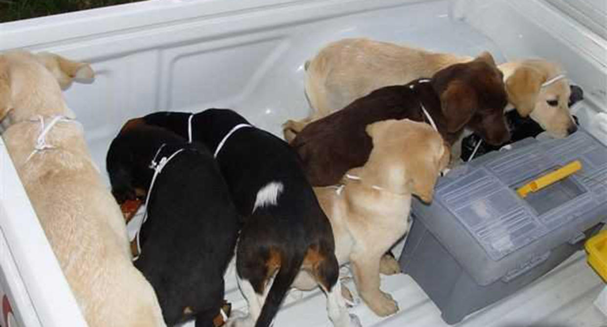 These puppies were set to be used to smuggle heroin, prosecutors say (Picture: AP)