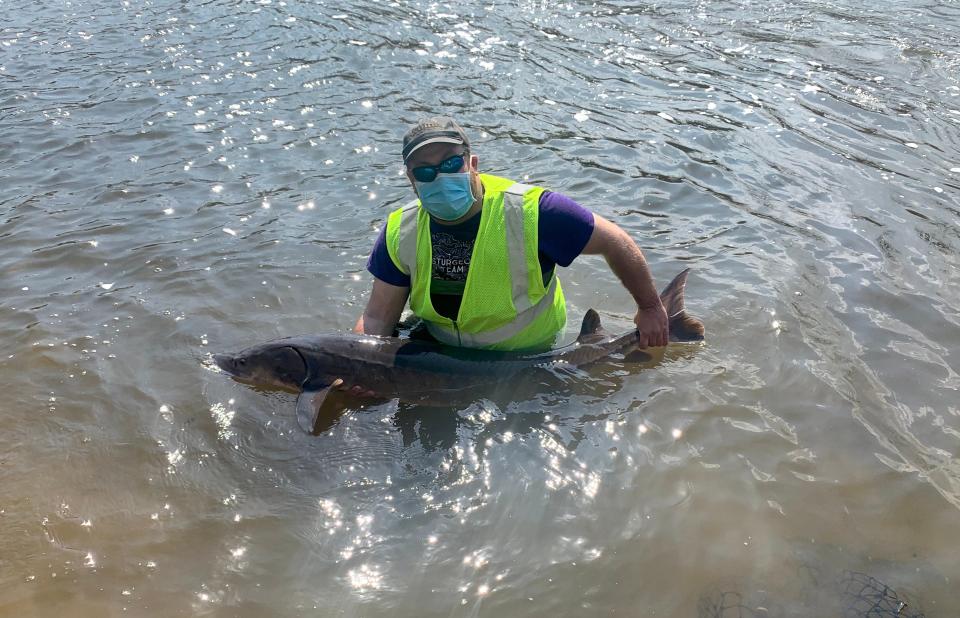 Brandon Wambach, a Department of Natural Resources fisheries technician, holds a lake sturgeon netted April 7, 2021 in the Milwaukee River. The fish was measured, checked for fin clips and tags and released.