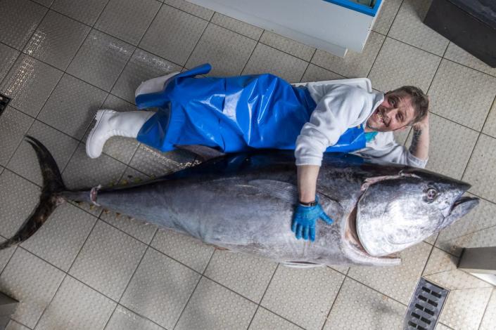 Willian Elliot from Eddie’s Seafood Market in Edinburgh with a giant seven-foot bluefin tuna weighing in at 150kg (Katielee Arrowsmith/SWNS)