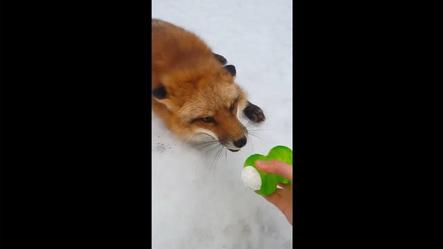 Un Renard Domestique Adore Son Nouveau Jouet