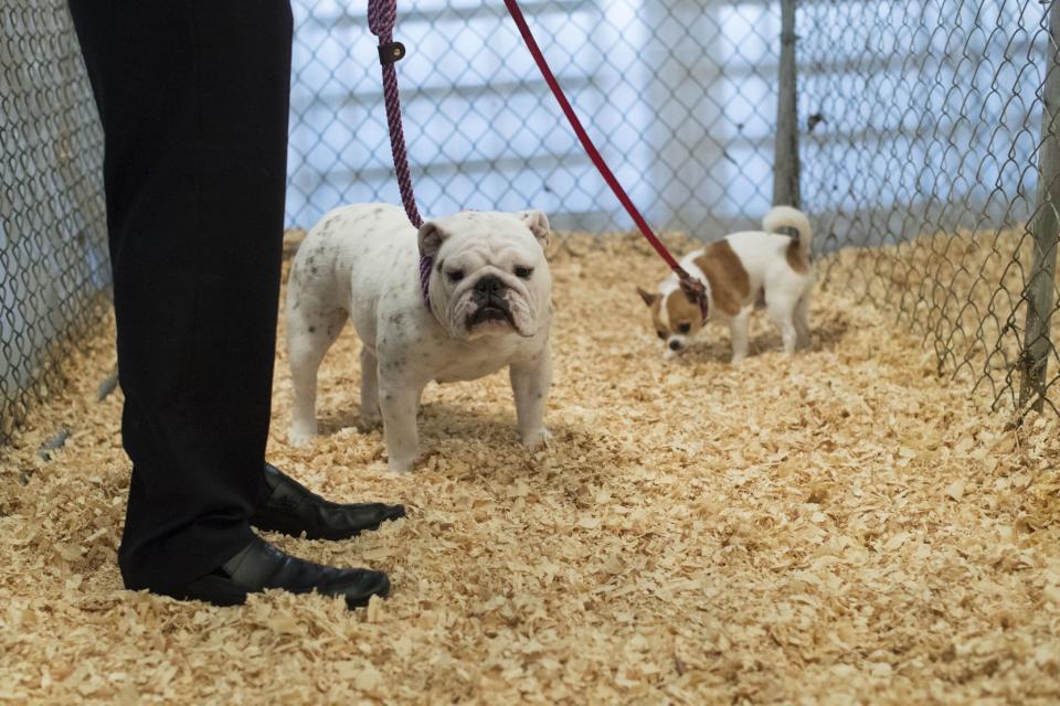 <p>Tickles, left, a bulldog and Lear, a short haired Chihuahua, use the dog relief area during the 141st Westminster Kennel Club Dog Show, Monday, Feb. 13, 2017, in New York. (AP Photo/Mary Altaffer) </p>