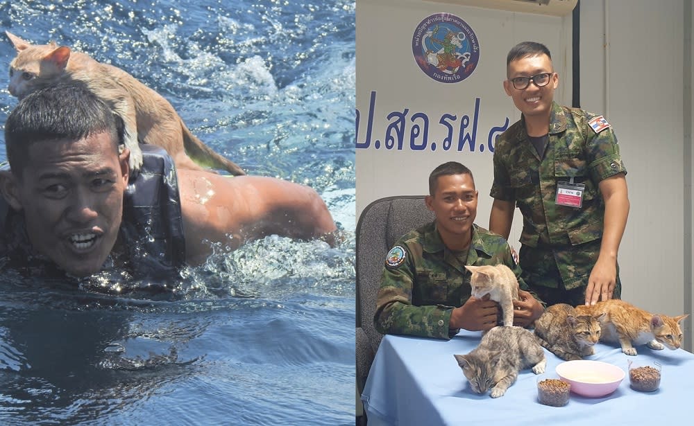 The cats are currently under the care of their rescuers at a naval command post. — Pictures via Facebook/wichit.pukdeelon