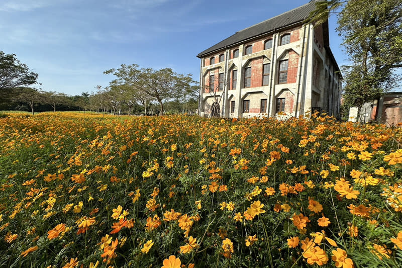 台南水道博物館波斯菊花海開 台南山上花園水道博物館針對即將到來的春節檔期規 劃波斯菊（圖）、油菜花海景觀，目前已漸盛開，搭 配古蹟建物營造出有如歐洲庭院景觀。 （台南市文化局提供） 中央社記者楊思瑞台南傳真  113年2月4日 